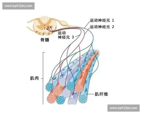 体育科学视角下运动表现提升与训练策略创新研究探索 体育科学视角下运动表现提升与训练策略创新研究探索